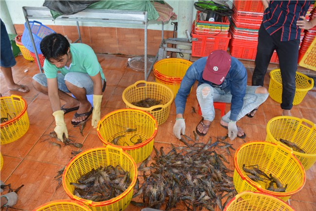 Cà Mau: Một năm ngành tôm vượt khó để tăng trưởng (27/12/2021)